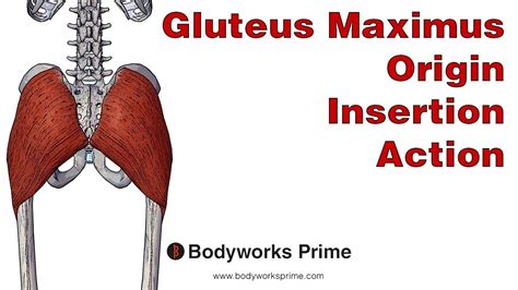 The gluteus maxima witch